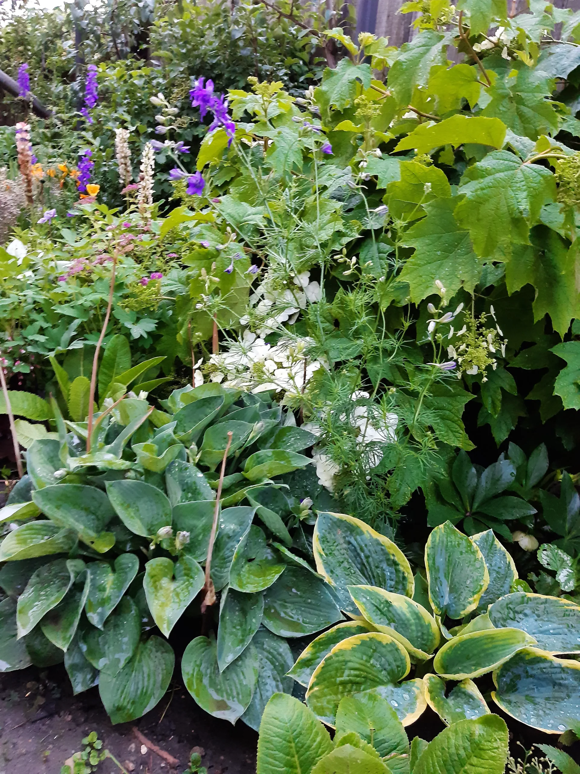 20200615_195128 Nyáron a tölgylevelű hortenzia és nyári virágzású évelők