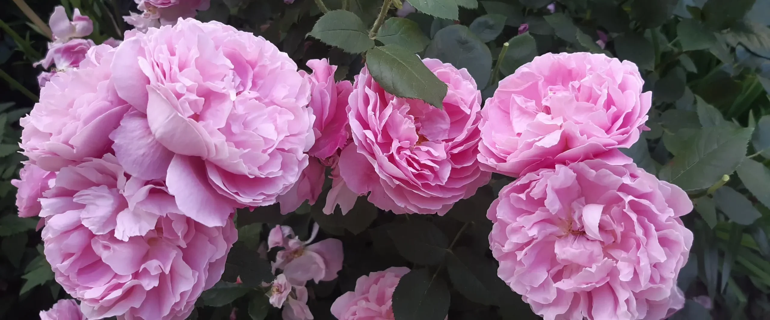 Angol rosa Angol rosa