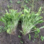 Kerttervezés Szolnok és vonzáskörzetében