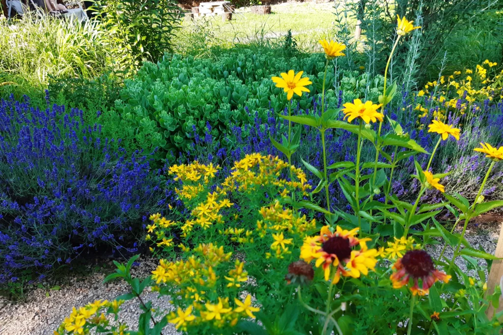 Lavandula Sedum Igénytelen hosszú életű évelők