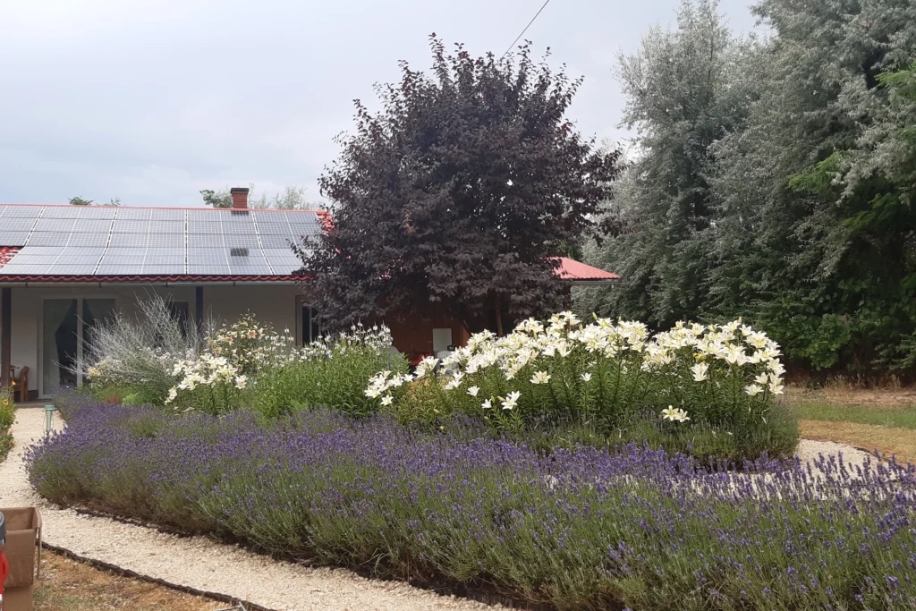 Lavandula soveny Az utak szélén levendula sövény