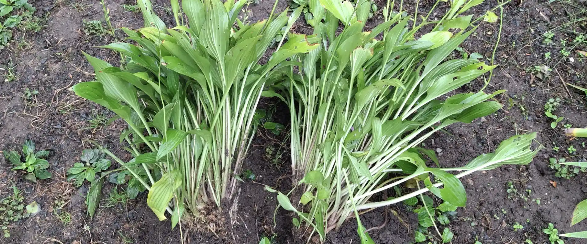 Őszi munka a kertben