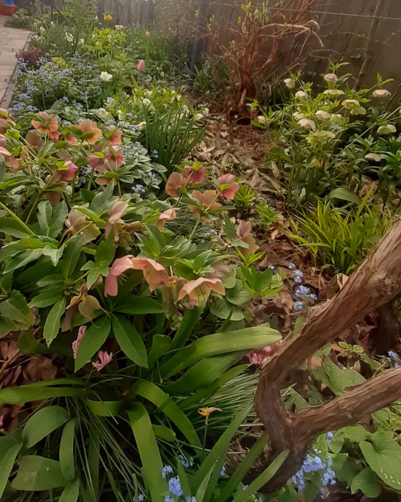 március Februártól hunyorok, hagymások uralják az ágyást