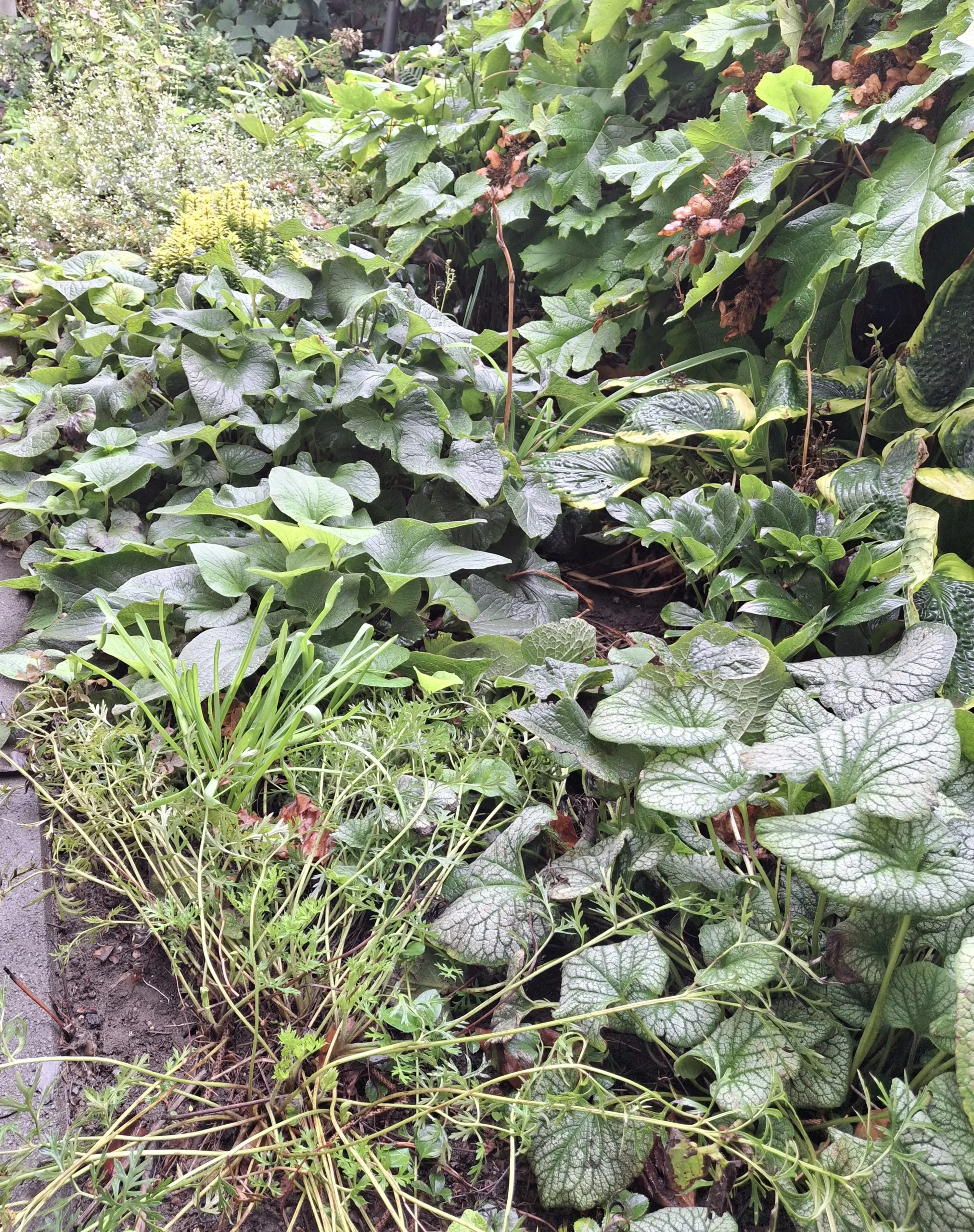 ősz2 Ősszel a tarka lombozat még mindig színt visz az ágyásba