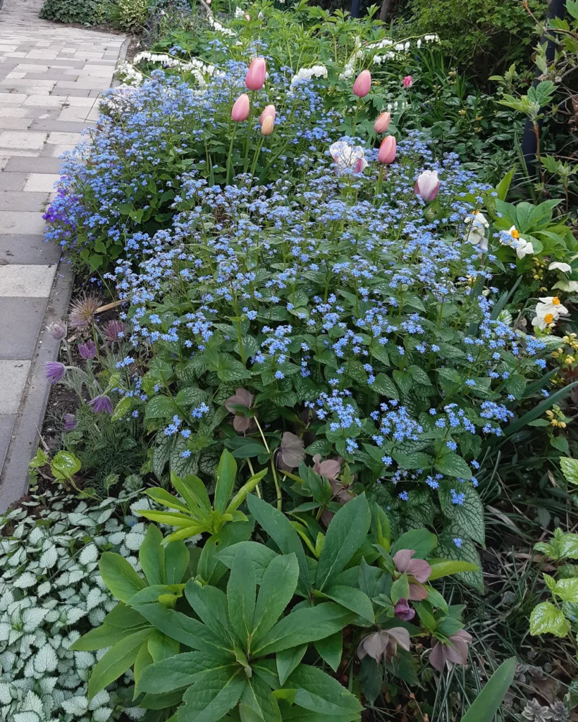 tavasz1 Tavasszal a tulipánok, nefelejcsek és szívvirág