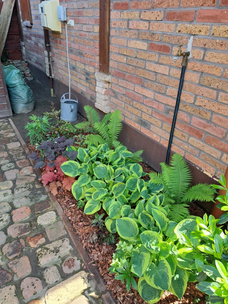 utána2 Árnyéki évelő növényekkel, élettelibb lett a ház mögötti árnyékos ágyás