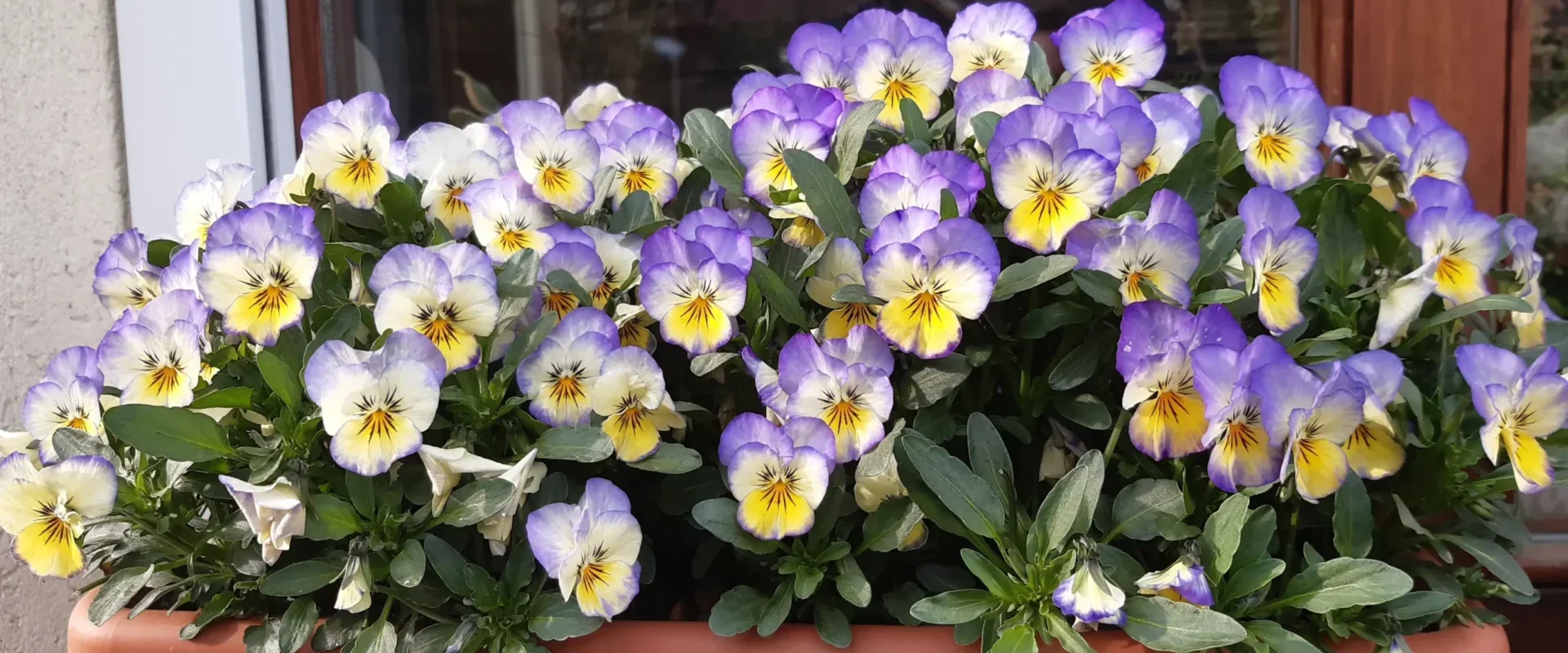 Árvácska balkonládában