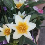 Tavaszi hagymás lasagne